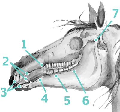 Les dents vue du squelette pour connaitre les emplacements
