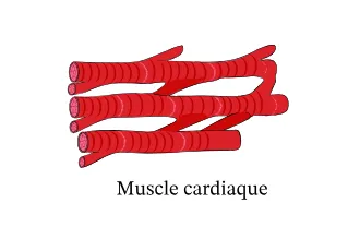 muscle cardiaque
