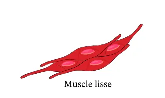 muscles lisses ou viscéraux