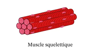 muscles squelettiques du cheval