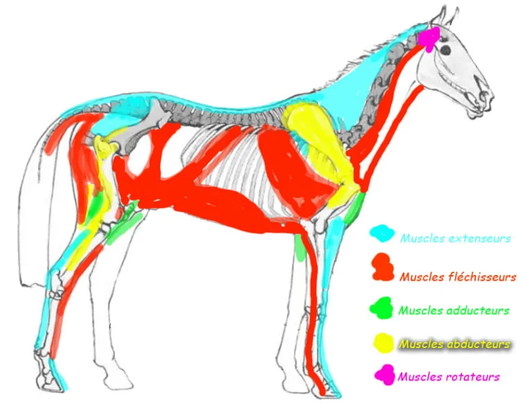 Les cinq catégories de muscles du cheval