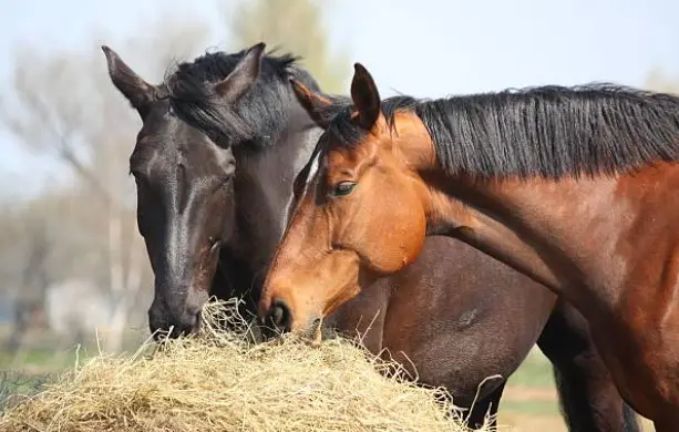 Cheval qui mange du foin