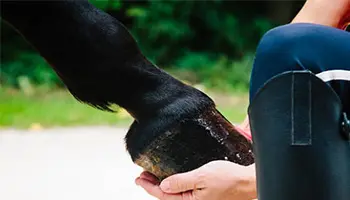 Photo d'un pied de cheval. Le sabot est dans la main du cavalier.