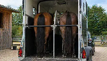 van transport cheval embarquement