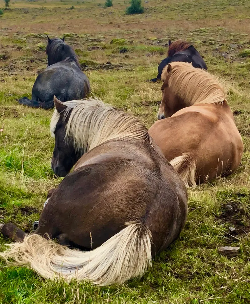 l’équithérapie, le bien être à cheval