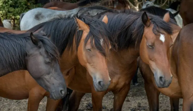 Chevaux qui dorment debout Galop connaissances