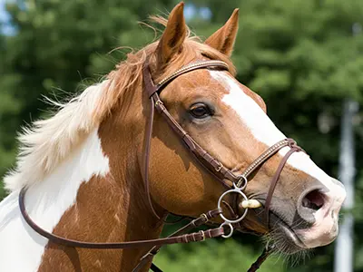 Mors Pessoa sur cheval