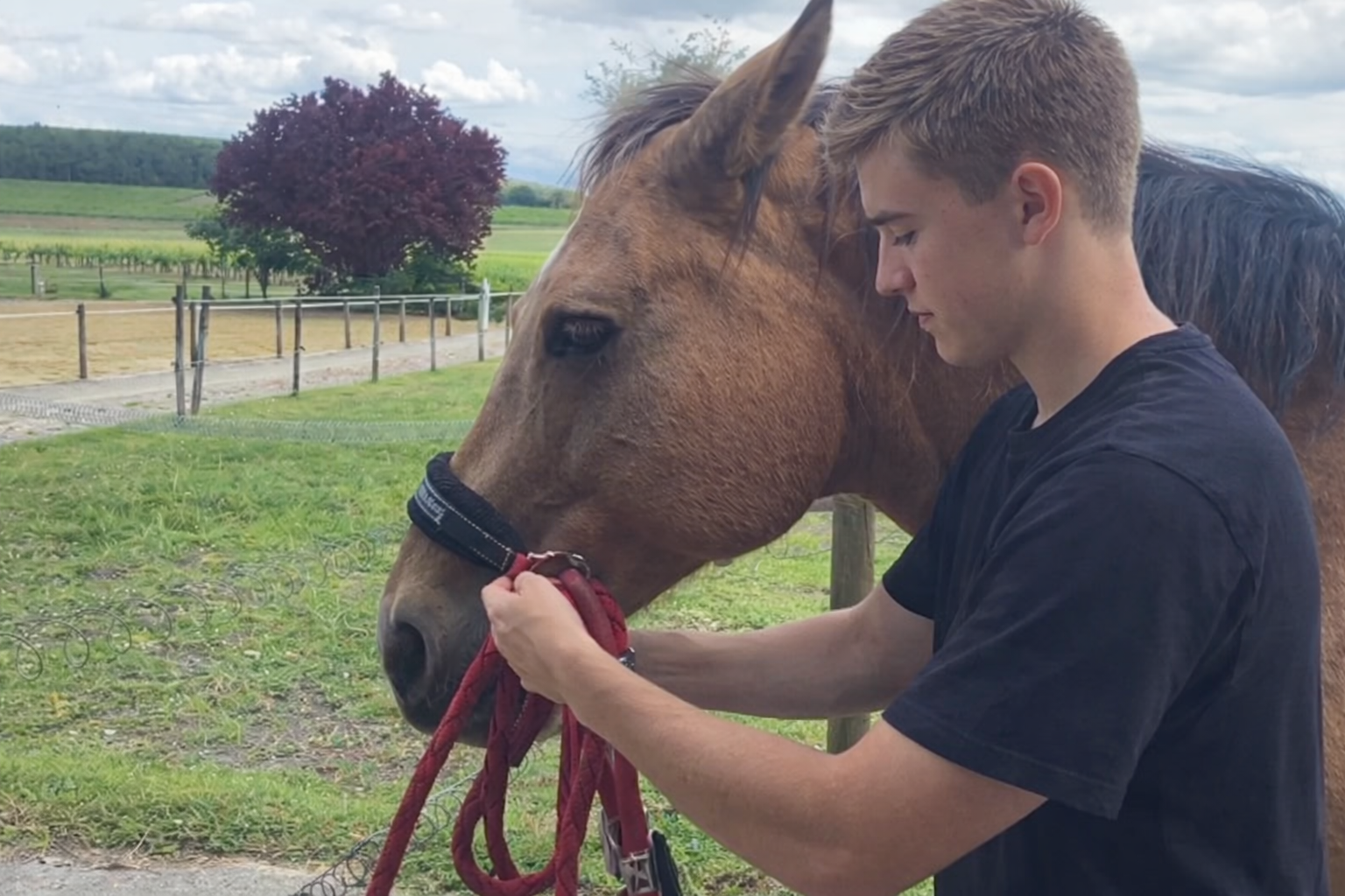 Remonter le licol contre le chanfrein