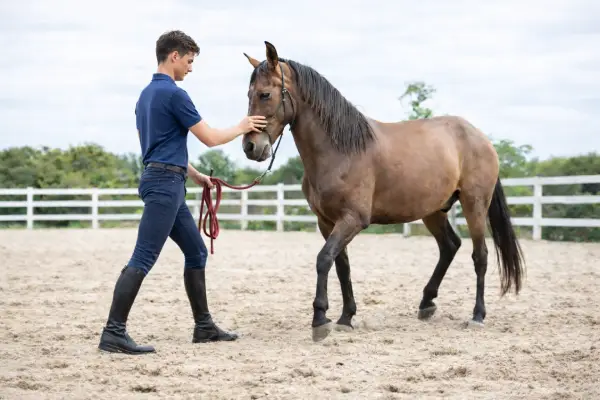 Faire reculer un cheval à pied dans une carrière