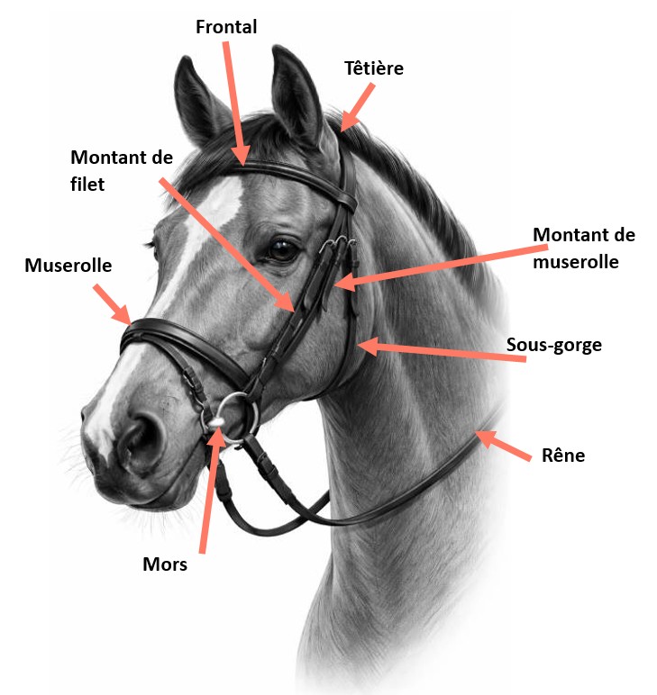 Les principales parties du filet avec les termes à connaitre pour le galop 2