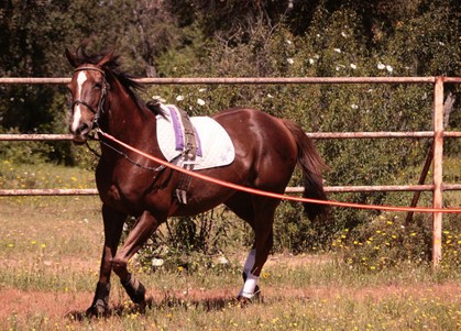 Longe pour cheval attachée à un filet pour travail à la longe