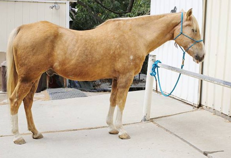 Nœud d’attache de sécurité utilisé pour attacher un cheval avec une longe