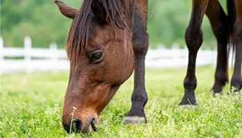 photo d'un cheval mangeant de l'herbe et conséquence sur sa digestion