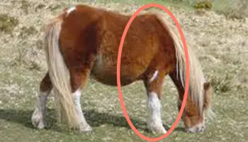 Photo des antérieurs du cheval