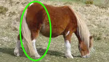 Photo des postérieurs du cheval