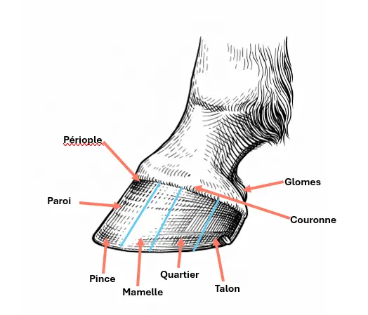 Anatomie du pied du cheval – parties externes