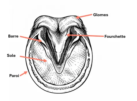 Anatomie du pied du cheval – parties externes
