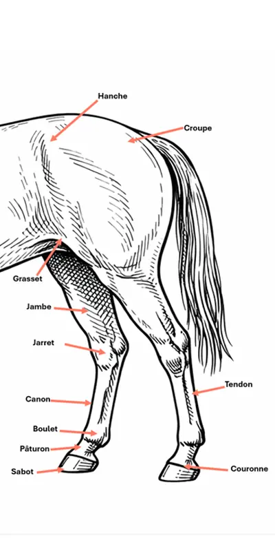 Schéma anatomique des principales parties des postérieurs du cheval
