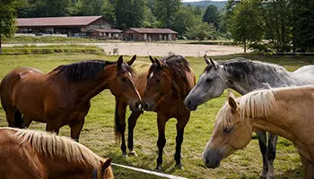 chevaux groupe troupeau interaction sociale