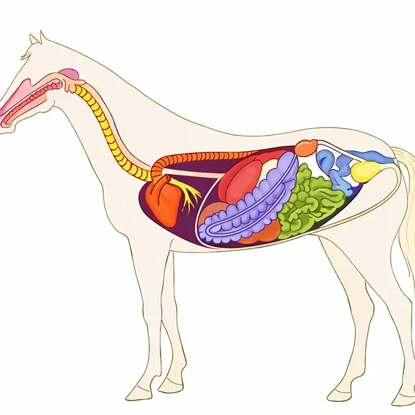 Schéma du système digestif du cheval avec estomac intestin caecum colon