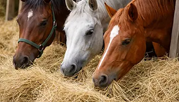 cheval foin herbe alimentation fourrage