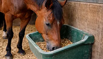 granulés céréales cheval alimentation
