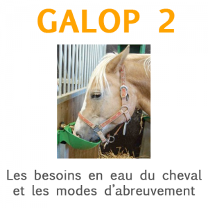 Galop 2: Les besoins en eau du cheval et les modes d'abreuvement