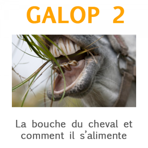 Galop 2: La bouche du cheval et comment il s'alimente