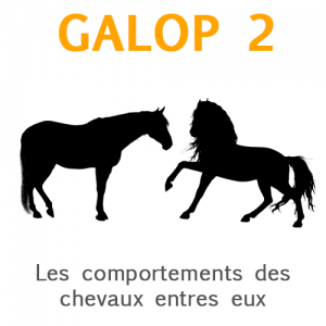 Galop 2: Les comportements des chevaux entres eux