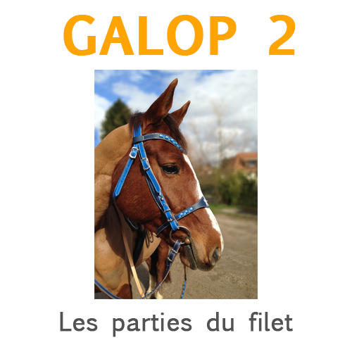 Galop 2: Les parties du filet - Galop Connaissances
