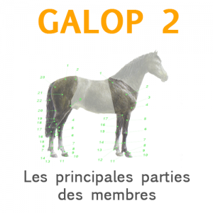 Galop 2: Montrer les principales parties des membres du cheval