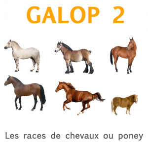 Les races de chevaux et poney