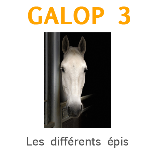 Théorie Galop 3. Partie 1: Hippologie 