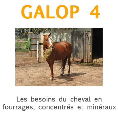 Galop 4, les besoins du cheval en fourrages, concentrés et