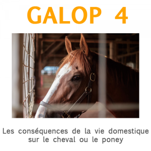Galop 4, les conséquences de la vie domestique sur le cheval ou le poney