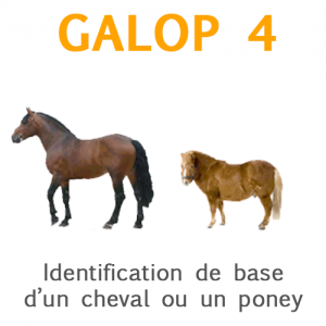 Galop 4, identification de base d'un cheval ou d'un poney
