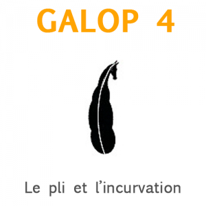Galop 4, le pli et l'incurvation