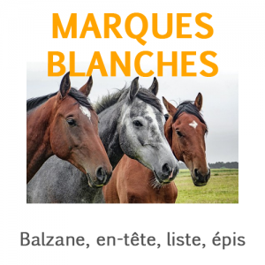 Galop 3 quizz marques blanches