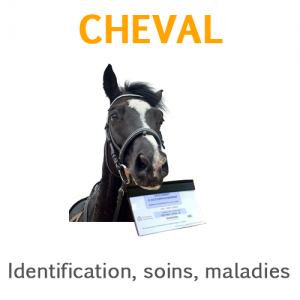 Galop 4 exercices identification soins et maladies