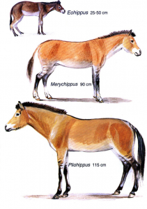 Galop 1 - évolution cheval