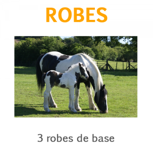 Galop 1 exercices les robes