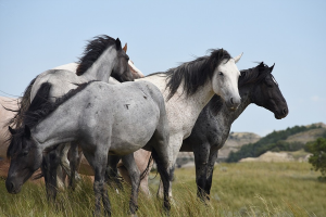 Galop 1- troupeau chevaux