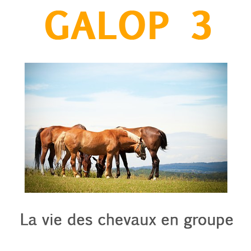 Galop 3 La vie des chevaux en groupe