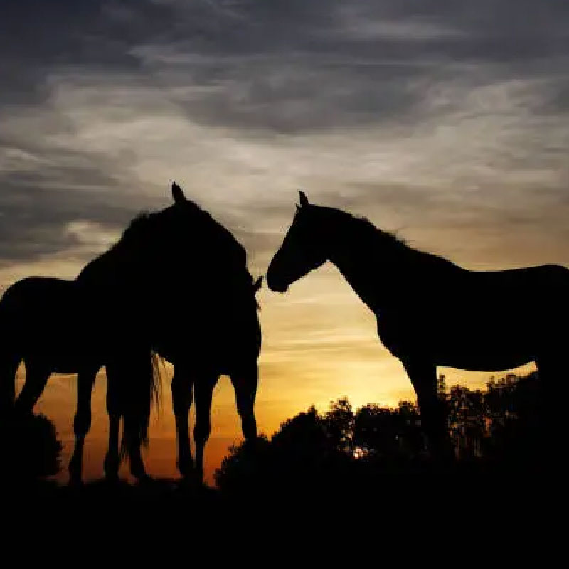 Des chevaux sur coucher de soleil