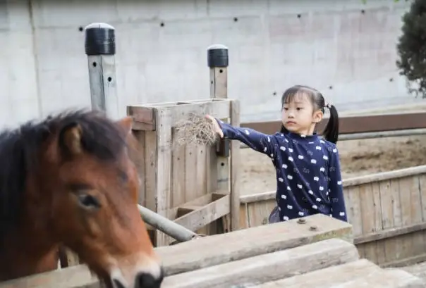 capter-l-attention-poney Capter l'attention du poney avant de l'aborder