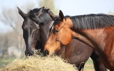 Nutrition équine : les erreurs les plus courantes chez les chevaux de loisir