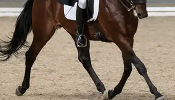 Incurvation du cheval