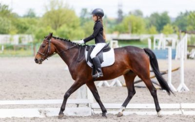 Bien utiliser les aides à cheval : comprendre et accorder les aides du cavalier