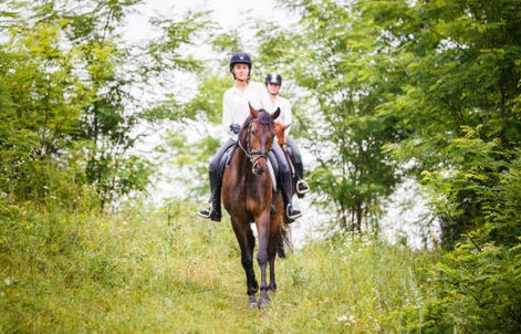 Les œufs de mouches sur le cheval