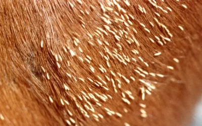 Comment enlever les œufs de mouches sur son cheval (sans irriter ni stresser) ?